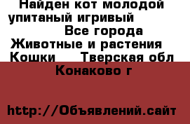 Найден кот,молодой упитаный игривый 12.03.2017 - Все города Животные и растения » Кошки   . Тверская обл.,Конаково г.